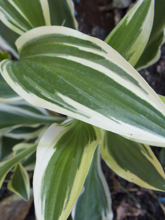 Hosta (Hosta fortunei (Plantain lily))
