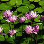 A garden flower photo