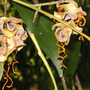 Acacia auriculiformis (Acacia auriculiformis)