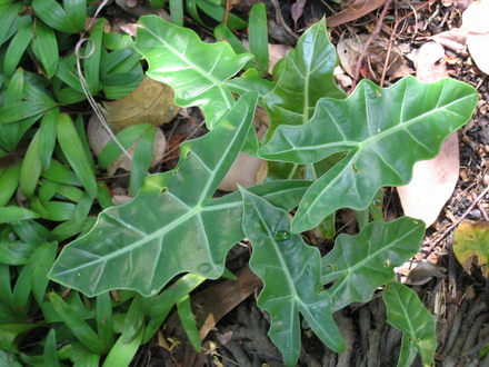 Alocasia sp. (Alocasia sp.)