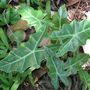 Alocasia sp.