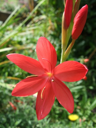 Schizosylis coccinea 'Major' (Schizostylis coccinea)