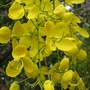 Cassia_fistula