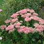 Sedum_spectabile_2