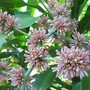 Cordyline blossom