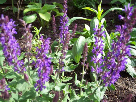 Salvia (Salvia 'Mystic Spires Blue')