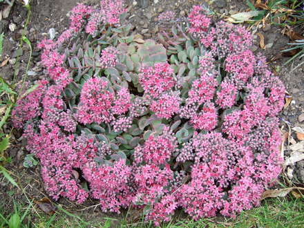 Sedum 'Ruby Glow' (Sedum)