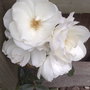 a climbing rose
