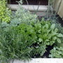 my herb garden