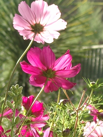 Early morning cosmos