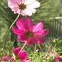 Early morning cosmos