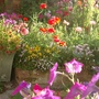  Summer garden