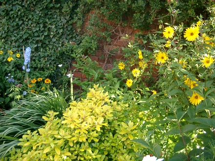 Escallonia in summer (Escallonia)