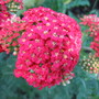 Achillea Paprika (Achillea ageratum)