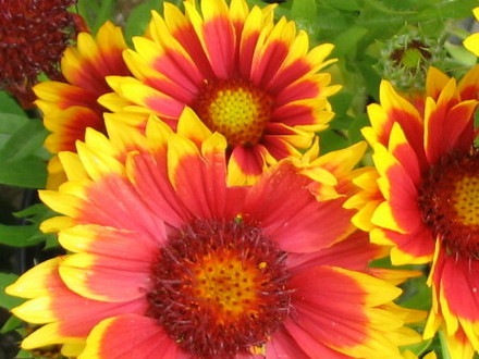 Gaillardia (Gaillardia)