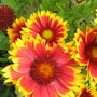 Gaillardia (Gaillardia)