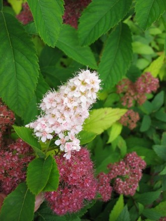 Spirea (Spiraea japonica)