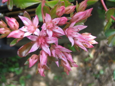 Sedum (Sedum)