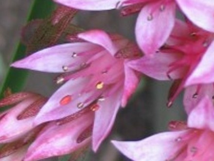 Close up of Sedum (Sedum)