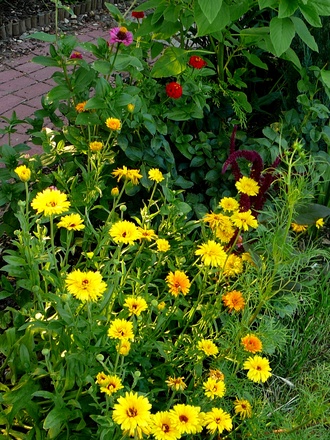 Lower flower border in top garden at back.