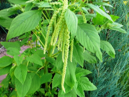 Green Amaranthus (Amaranthus paniculatus)