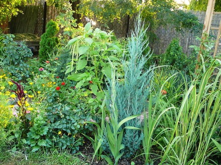 Lower flower border in top garden at back.