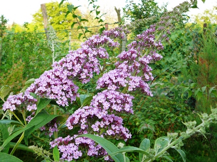 Buddleia Davidii ??? (Buddleja davidii (Butterfly bush))