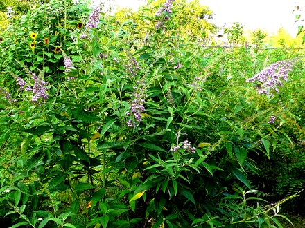 Buddleia shrub. (Buddleja davidii (Butterfly bush))