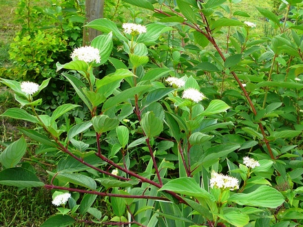 Cornus Sibirica (Cornus Sibirica)