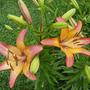 Lilies