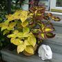 Coleus 