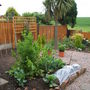 New Back Garden