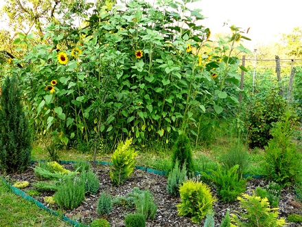Conifer bed with sunflower forest behind.