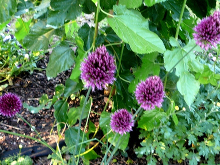 Group of alliums next to Mulberry tree (Allium ostrowskianum)
