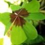 name unknown (Oxalis deppei)