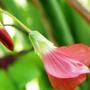 flower from previous plant (Oxalis deppei)
