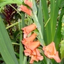 P1020596