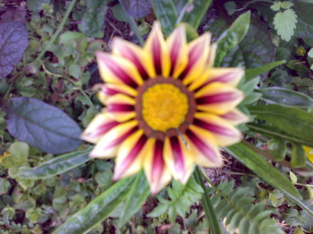 Gazania (Gazania rigens (Gazania Daybreak Mix))