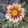Gazania rigens (Gazania Daybreak Mix)