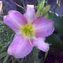 Day lily