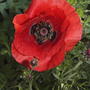 Red_poppy_july_3_2008_closer