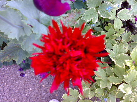 poppy (Papaver somniferum (Opium poppy))