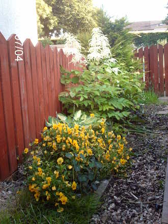 Astilbe, hosta and violas