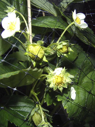 Finally, a strawberry! (fragaria ananassa)