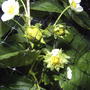 Rawberries_july_3_2008