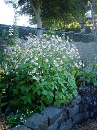 Astrantia major (Astrantia major)