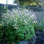 Imag0476