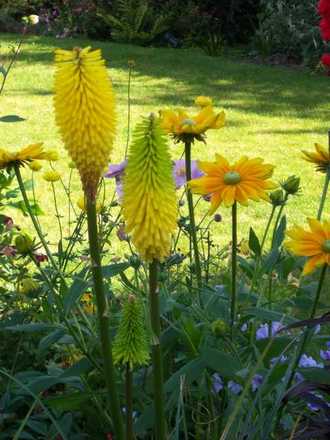 Kniphofia 