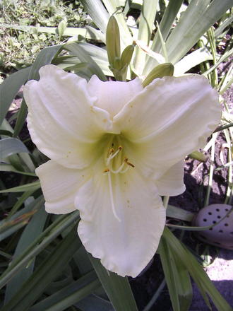 White daylily bloom (Hemerocallis 'Cool It')
