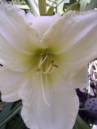 A bit closer... (Hemerocallis 'Cool It')
